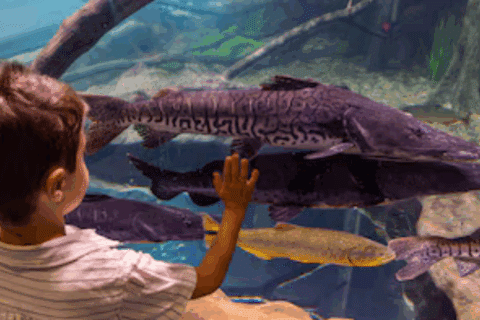 AquaFoz-novo-aquario-gigante-e-inaugurado-em-Foz-do-Iguacu-e-se-torna-um-dos-maiores-da-America-do-Sul