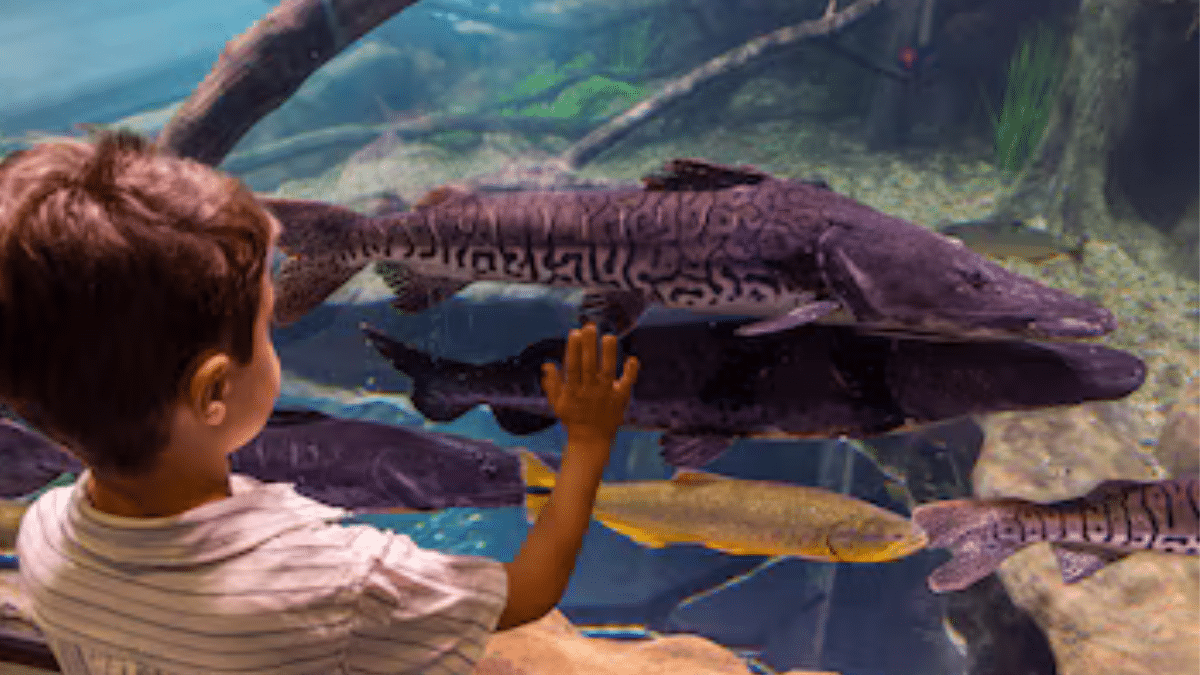 AquaFoz-novo-aquario-gigante-e-inaugurado-em-Foz-do-Iguacu-e-se-torna-um-dos-maiores-da-America-do-Sul