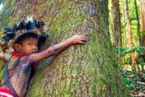 COP30: projetos vão recuperar 3,3 mil hectares em terras indígenas
