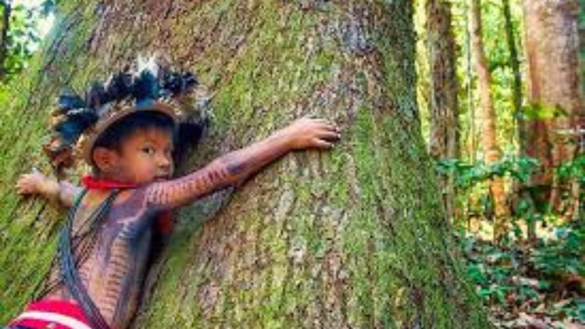 COP30: projetos vão recuperar 3,3 mil hectares em terras indígenas