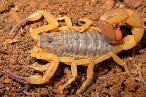 Escorpiões invadem quintal e moradora encontra 300 em 12 dias no PR