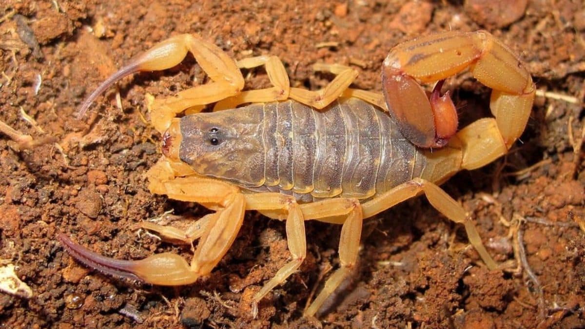 Escorpiões invadem quintal e moradora encontra 300 em 12 dias no PR