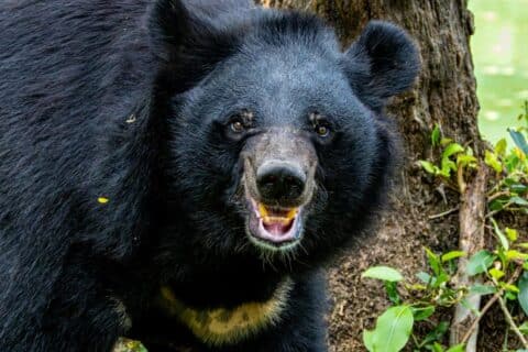 Flórida libera caça ao urso-negro após 10 anos de suspensão
