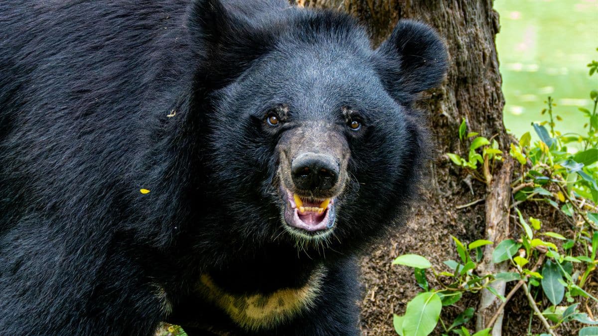 Flórida libera caça ao urso-negro após 10 anos de suspensão