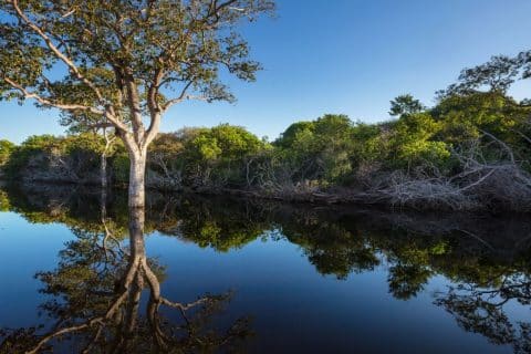 Estatuto do Pantanal marca avanço e preocupação