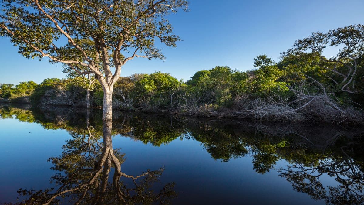 Estatuto do Pantanal marca avanço e preocupação