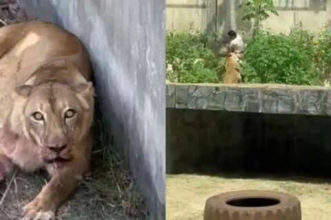 Jovem morto por leoa em zoológico de João Pessoa vira notícia no exterior