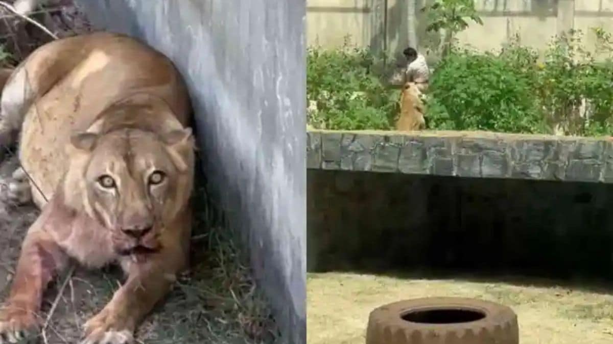 Jovem morto por leoa em zoológico de João Pessoa vira notícia no exterior