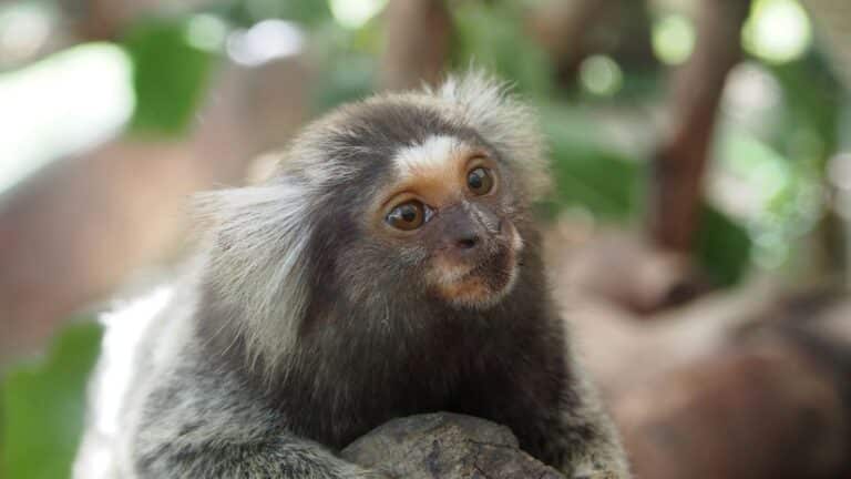 Por que os saguis são primatas únicos nas florestas brasileiras
