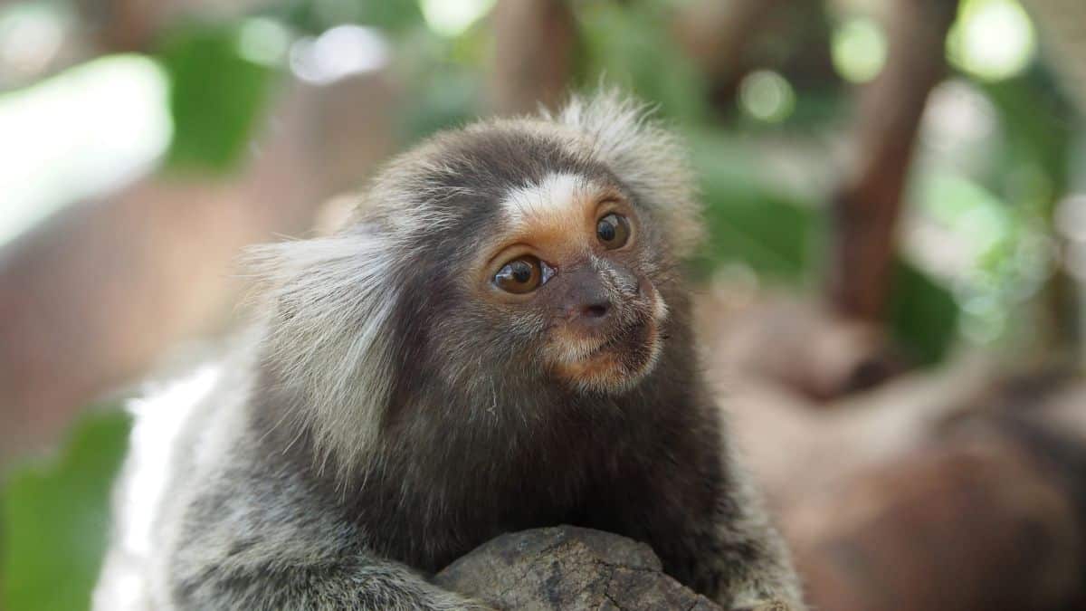 Por que os saguis são primatas únicos nas florestas brasileiras