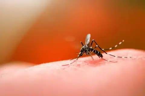 Butantan Inicia Testes Ampliados da Vacina da Dengue em Idosos