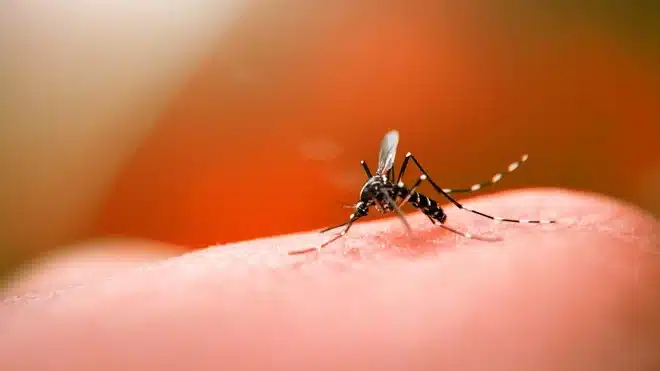 Butantan Inicia Testes Ampliados da Vacina da Dengue em Idosos