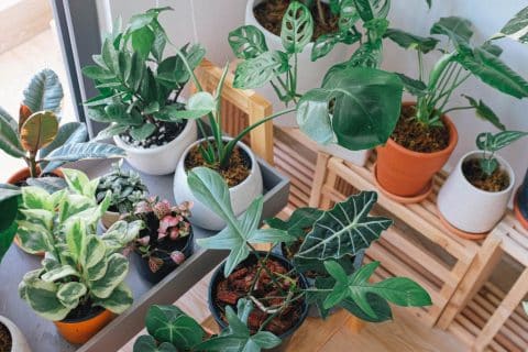 Plantas ornamentais em vasos, cultivadas em ambiente interno, ilustrando a diversidade de espécies e os processos naturais de reprodução vegetal.