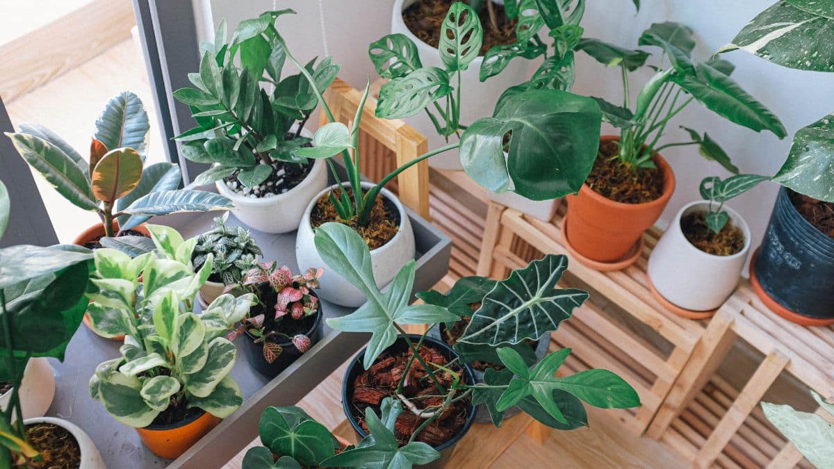 Plantas ornamentais em vasos, cultivadas em ambiente interno, ilustrando a diversidade de espécies e os processos naturais de reprodução vegetal.