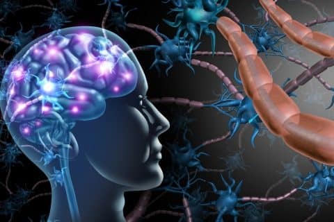 Autismo pode estar ligado à evolução do cérebro humano