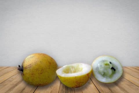abiu, fruta brasileira nativa da Amazônia e da Mata