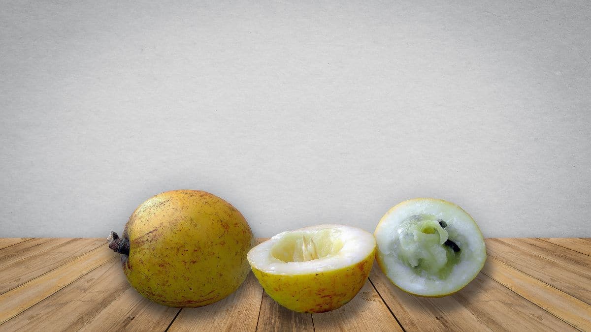 abiu, fruta brasileira nativa da Amazônia e da Mata