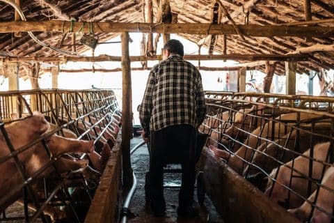 Peste Suína Africana e os motivos de preocupação para o Brasil