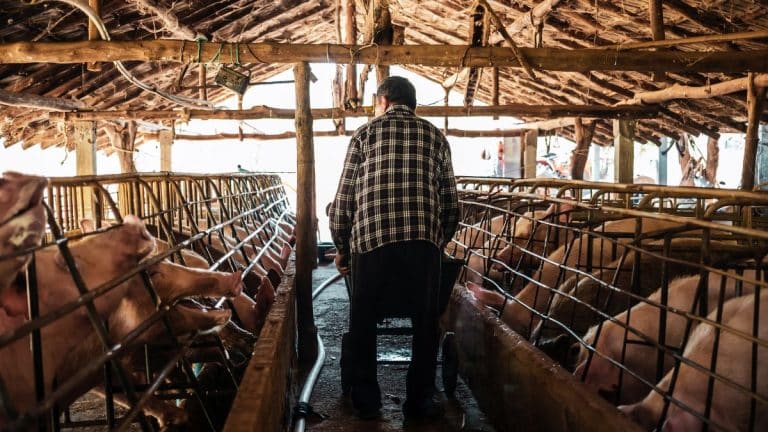Peste Suína Africana e os motivos de preocupação para o Brasil