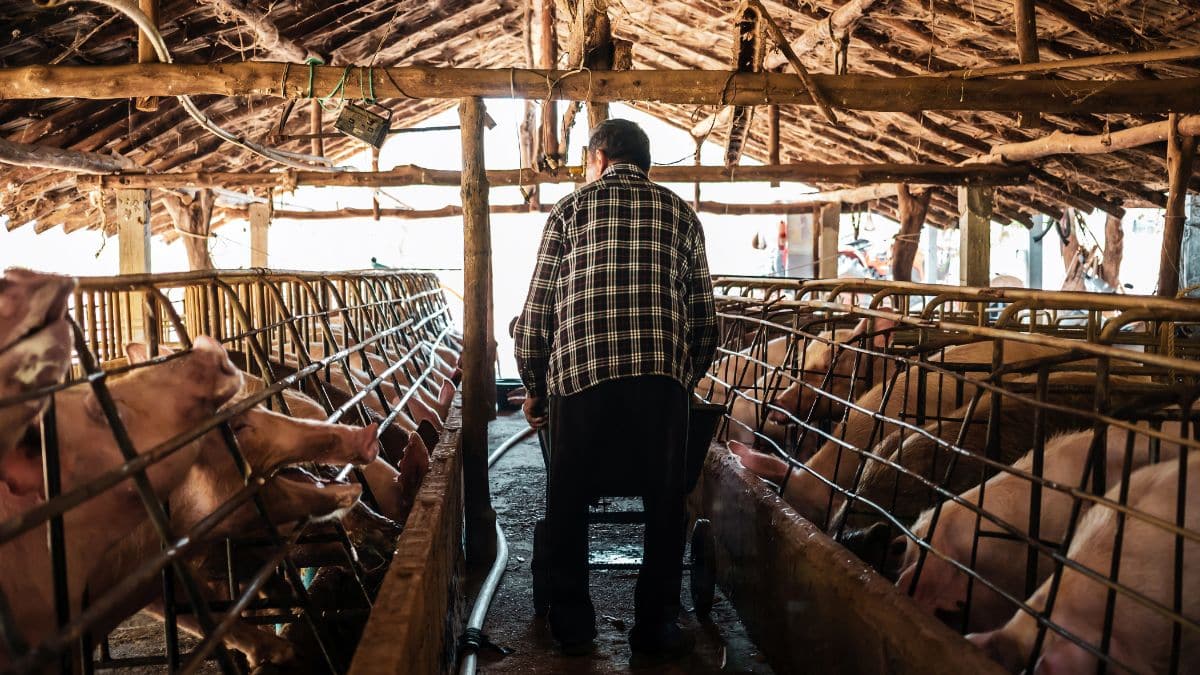 Peste Suína Africana e os motivos de preocupação para o Brasil