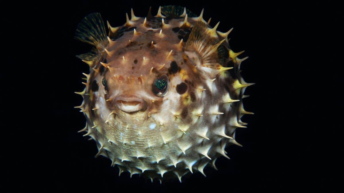 Veneno do baiacu transforma peixe lento em ameaça mortal