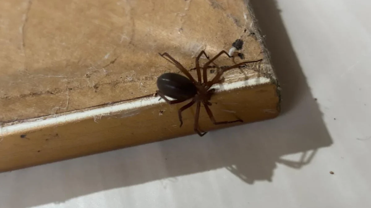 Paraná Alerta para Aumento de Aranhas Venenosas em Residências