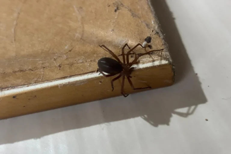 Paraná Alerta para Aumento de Aranhas Venenosas em Residências