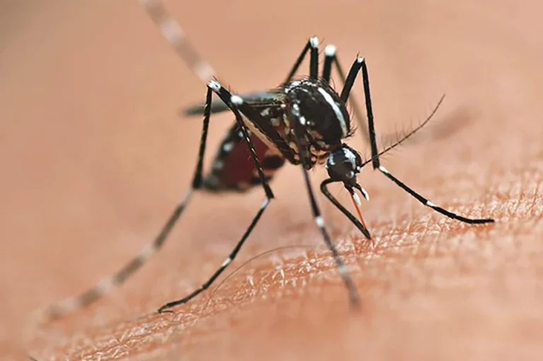 Dengue Atinge Nível Alarmante no Paraná em 2025 com Recorde de Casos e Óbitos