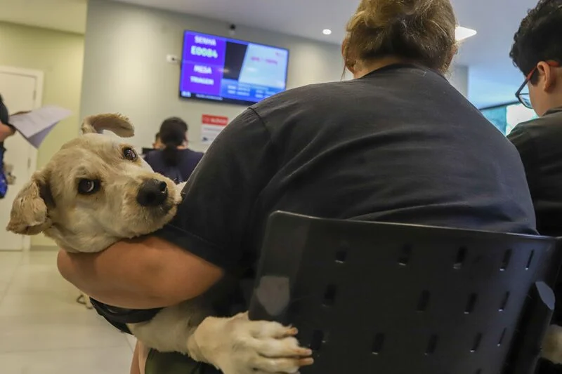 Hospital Veterinário de Curitiba Celebra Primeiro Ano com Milhares de Animais Atendidos