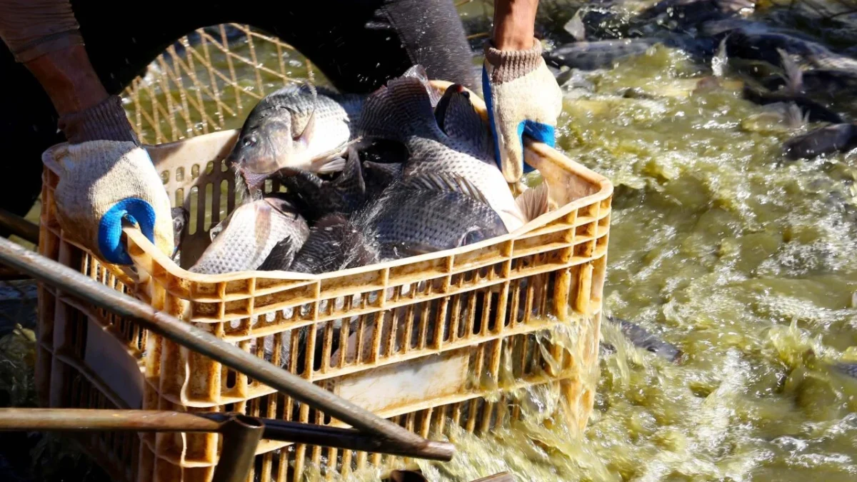 Paraná consolida liderança na produção de peixes cultivados no Brasil
