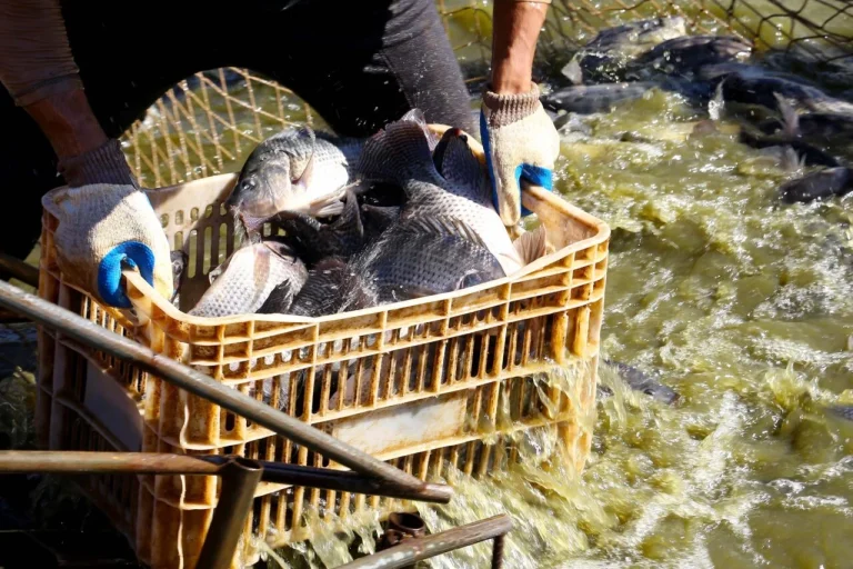 Paraná consolida liderança na produção de peixes cultivados no Brasil