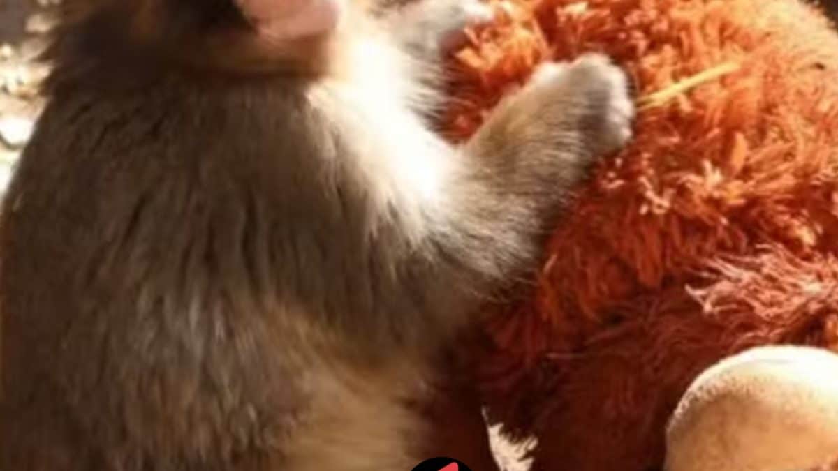 Filhote de macaco-japonês “adota” pelúcia após rejeição e comove visitantes em zoológico no Japão