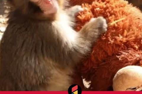 Filhote de macaco-japonês “adota” pelúcia após rejeição e comove visitantes em zoológico no Japão