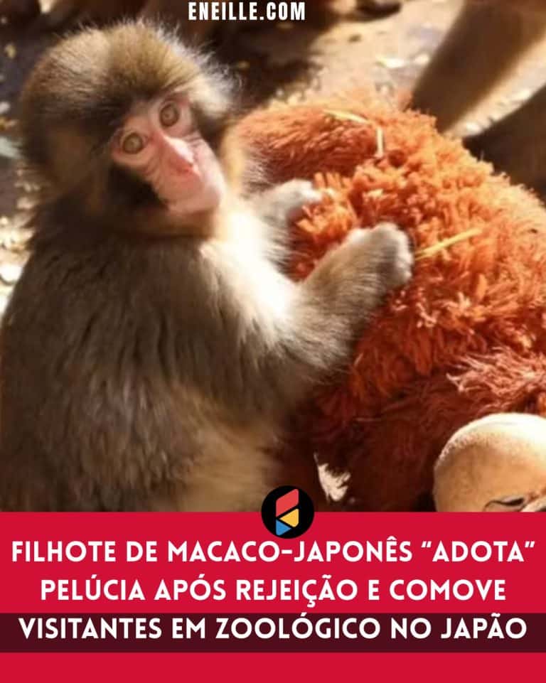 Filhote de macaco-japonês “adota” pelúcia após rejeição e comove visitantes em zoológico no Japão